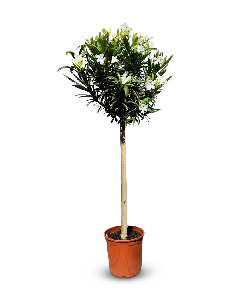 Sunny Tree - Plante - Laurier-rose sur tige - Nerium Image du produit 