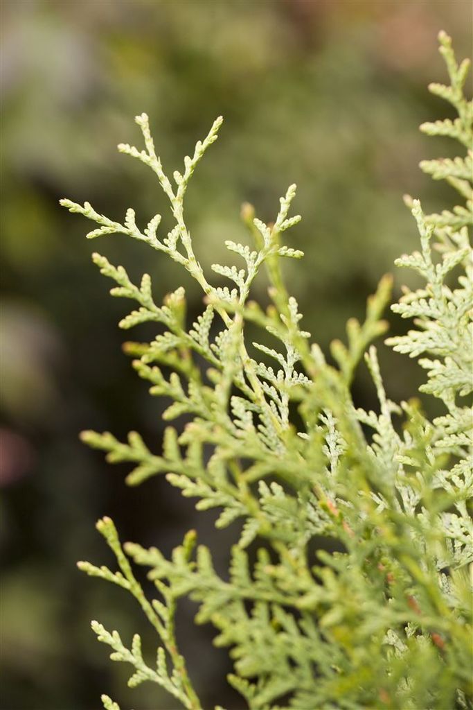 Thuja occidentalis 'Brabant', Lebensbaum, grün, 80–100 cm Produktbild 5