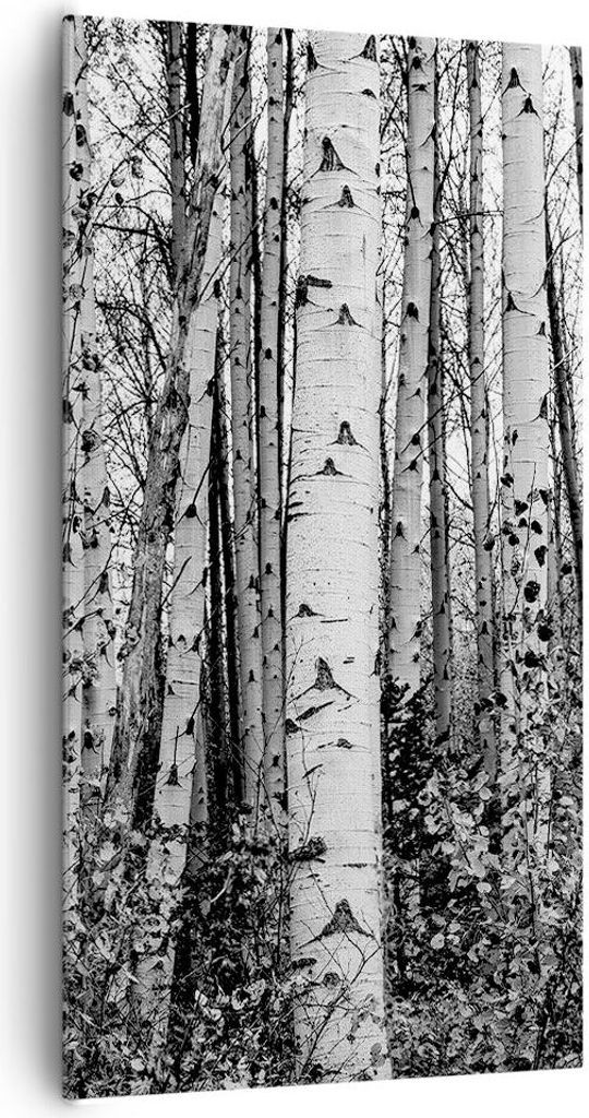 Bild auf Leinwand - Leinwandbild - Einteilig - Birken Wald Produktbild 