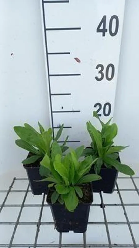 Digitalis Yellow Herald : 6 plantes robustes pour zones ombragées