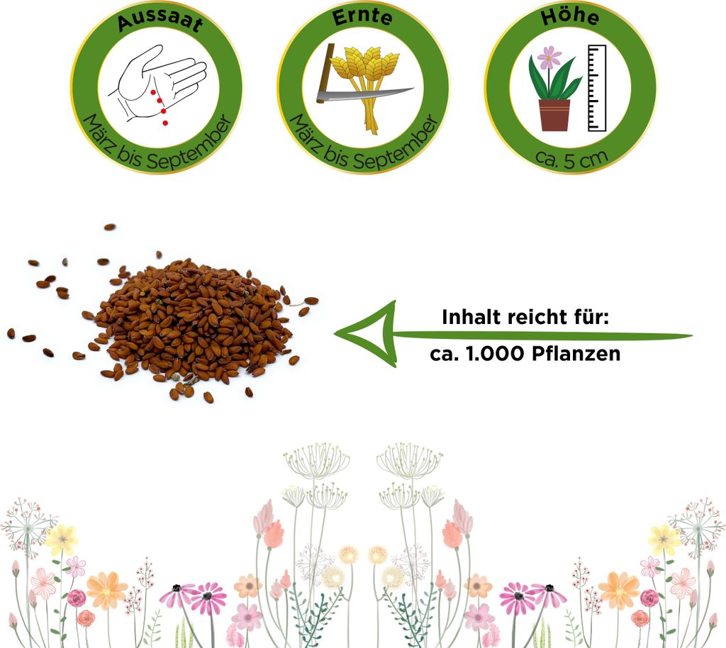 Gartenkresse Einfache Grüne Samen - Lepidium sativum - Produktbild 2