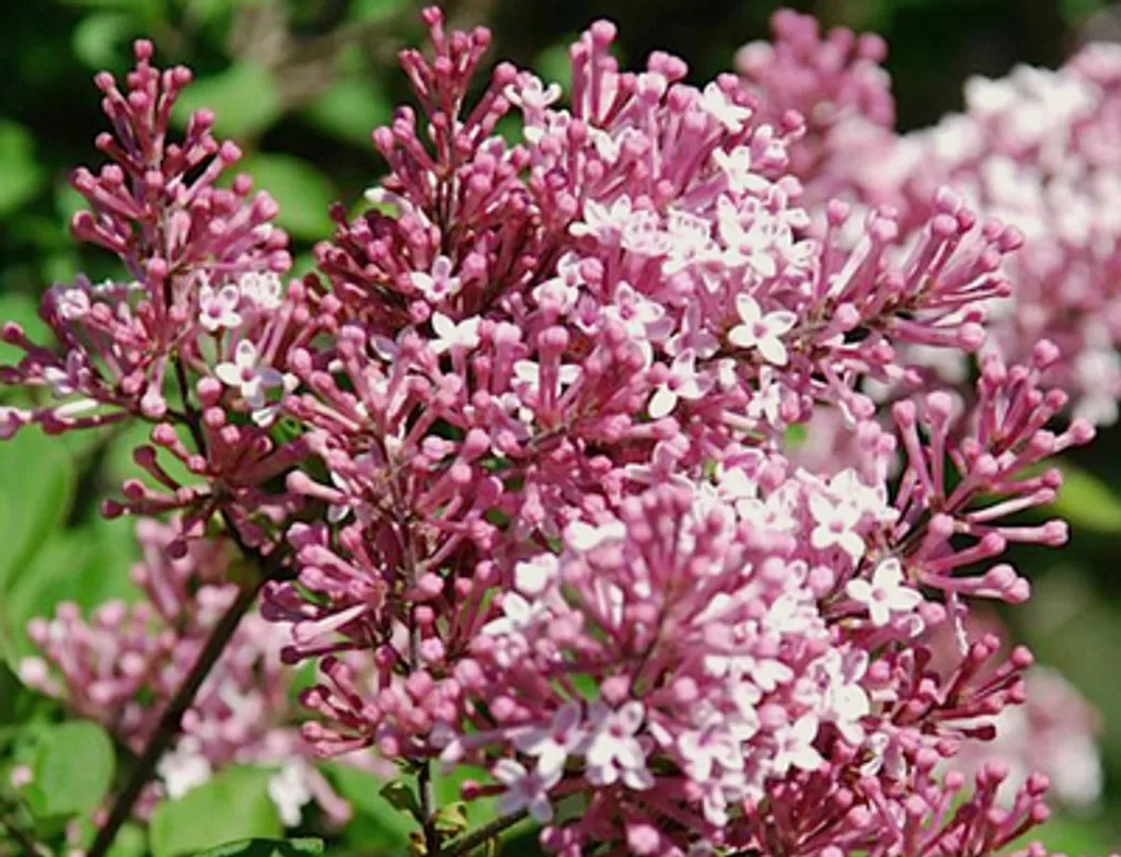Lilas Josee idéal petit jardin et terrasse - Syringa 30-40 cm