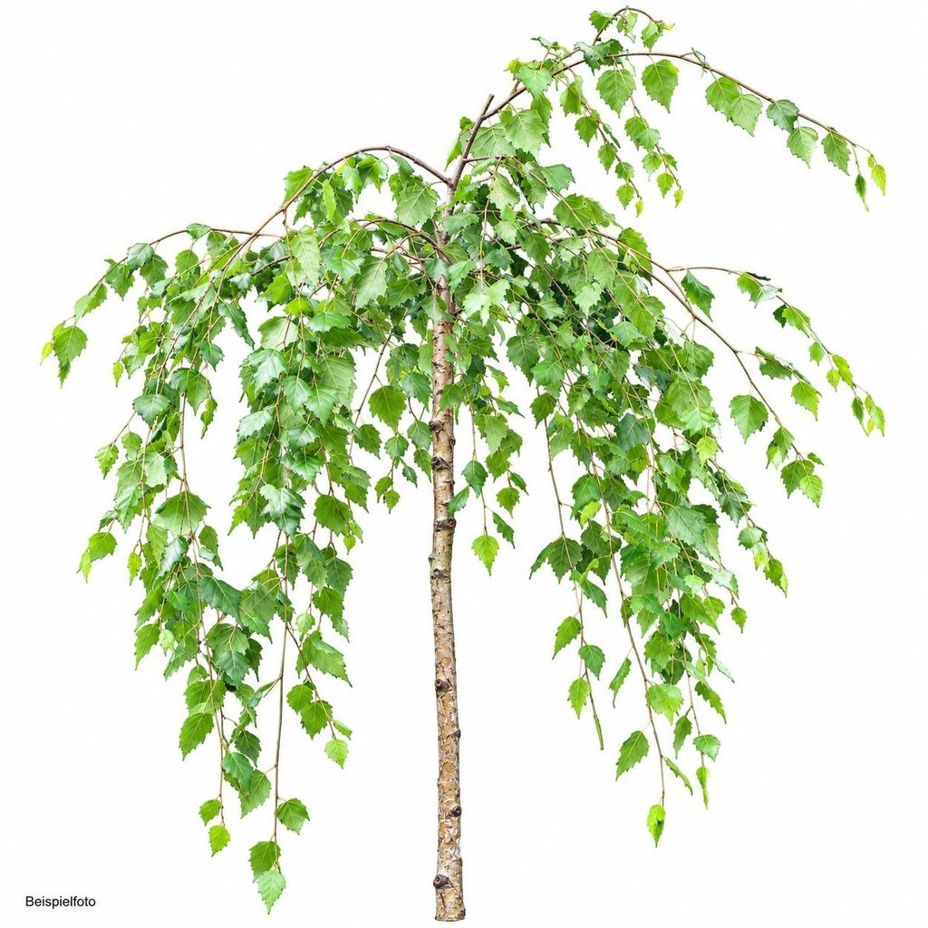 Trauerbirke Betula pendula youngii Hängebirke Stammhöhe 60 Produktbild 