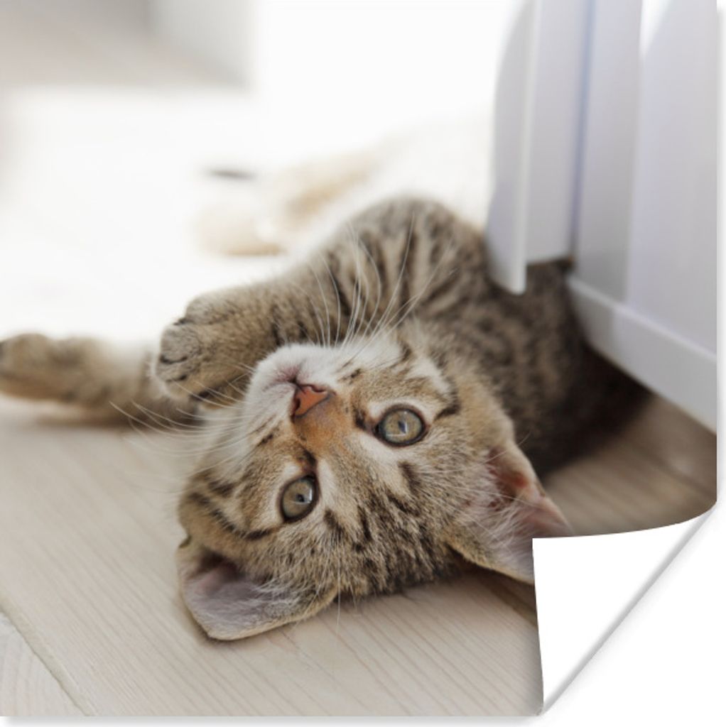 MuchoWow Poster Kätzchen - Sonne - Braun - Mädchen - Kinder - Jungen - Kind 100x100 cm - Babyzimmer