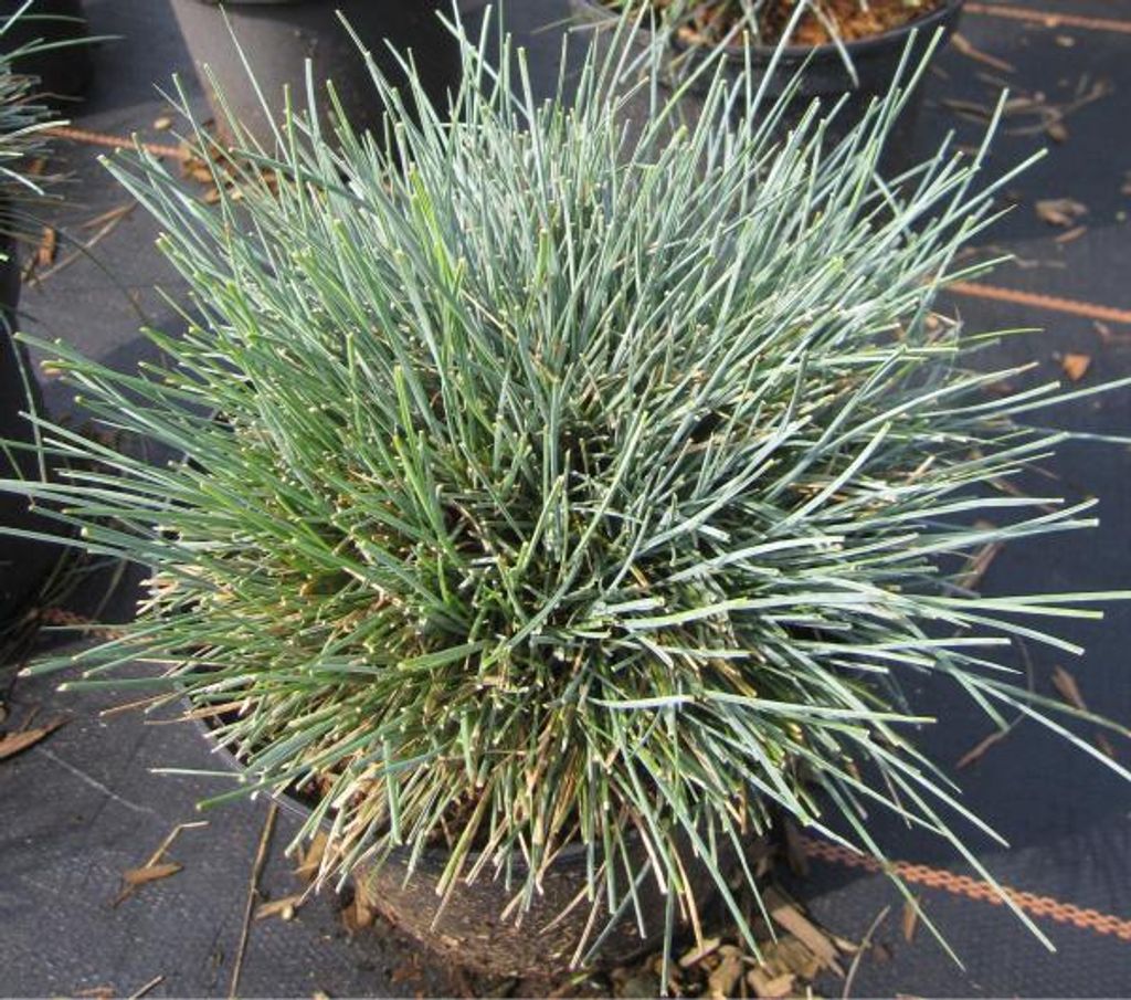 Blauschwingel Cool as Ice - Festuca glauca
