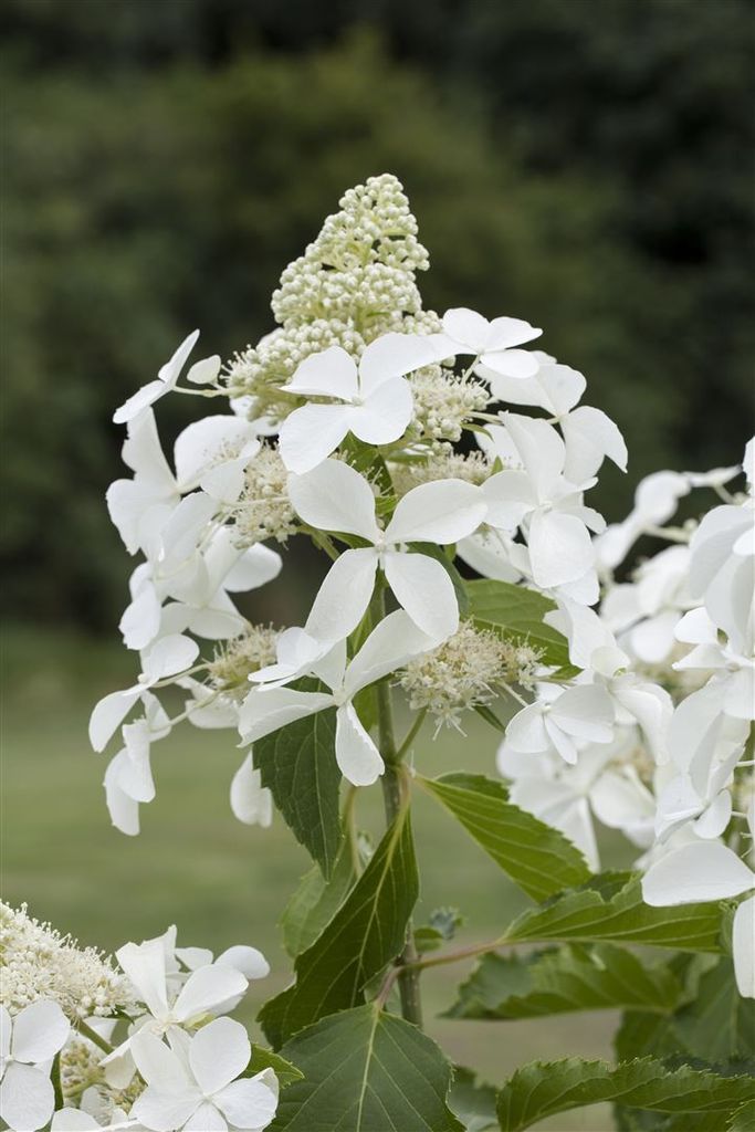 Hydrangea paniculata 'Kyushu', Rispenhortensie, weiß, 40–60 cm