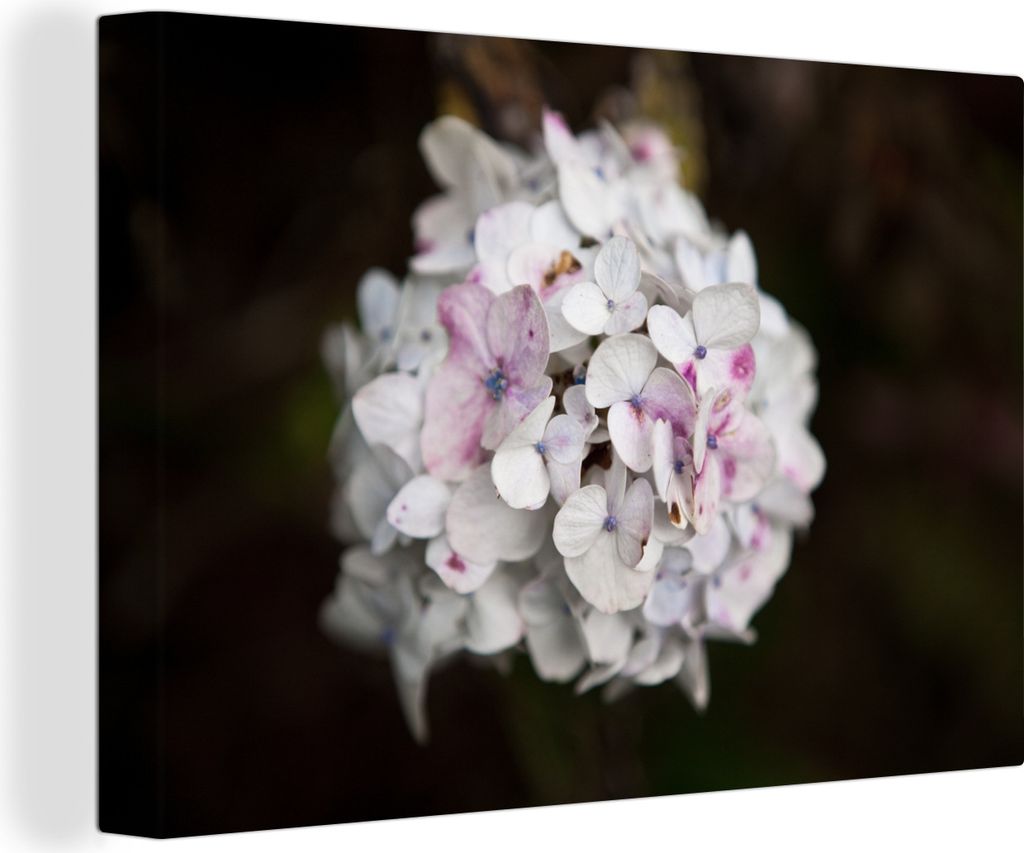 OneMillionCanvasses - Leinwandbilder - 150x100 cm, Weiße Hortensie vor schwarzem Hintergrund, Wandbilder Kunstdruck Wanddekoration