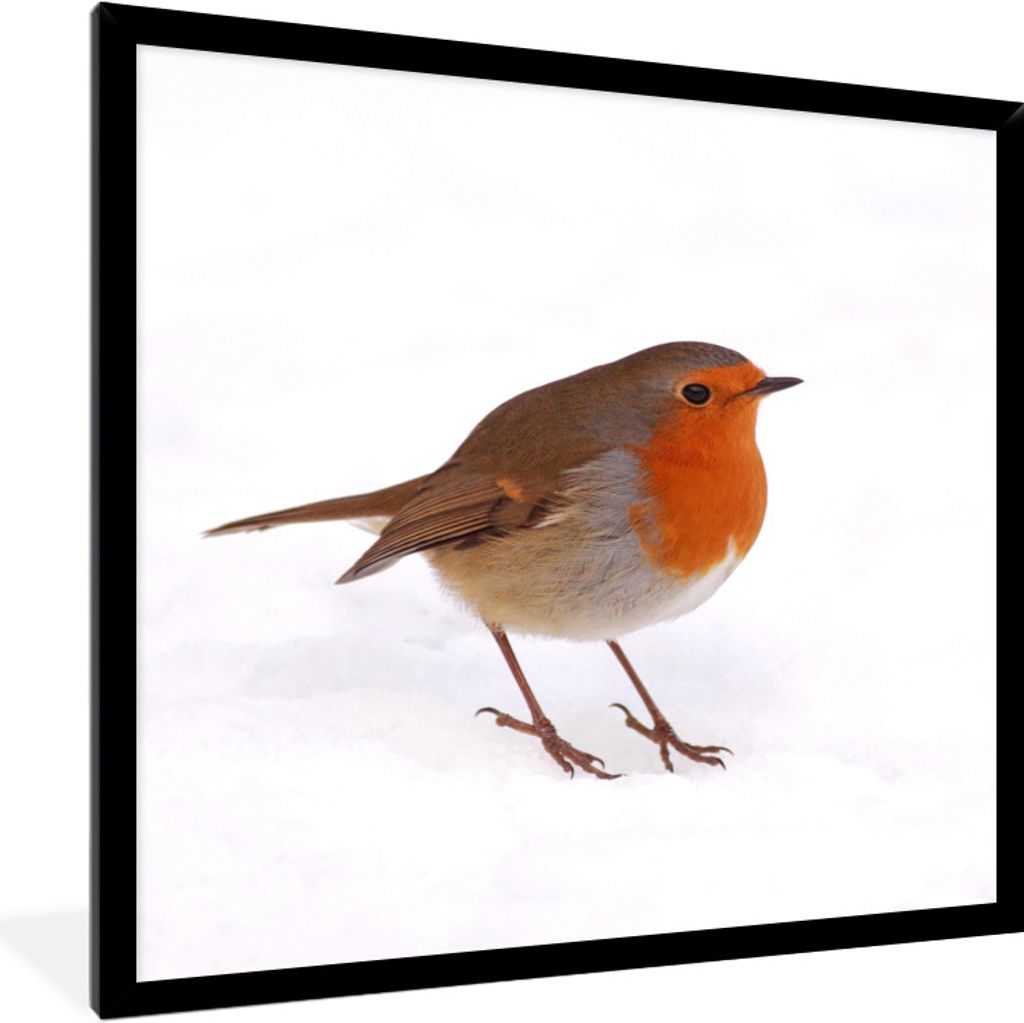 MuchoWow Gerahmtes Poster Vogel - Rotkehlchen - Schnee 60x80 cm - Poster mit Schwarzem Bilderrahmen Wandposter Rahmen Foto Bilder - Premium - Wan...