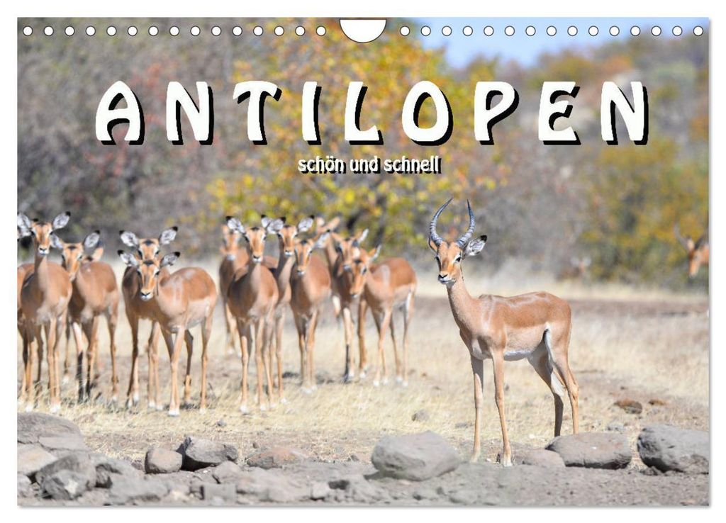 Antilopen, schön und schnell (Wandkalender 2027 DIN A4 quer), CALVENDO Monatskalender