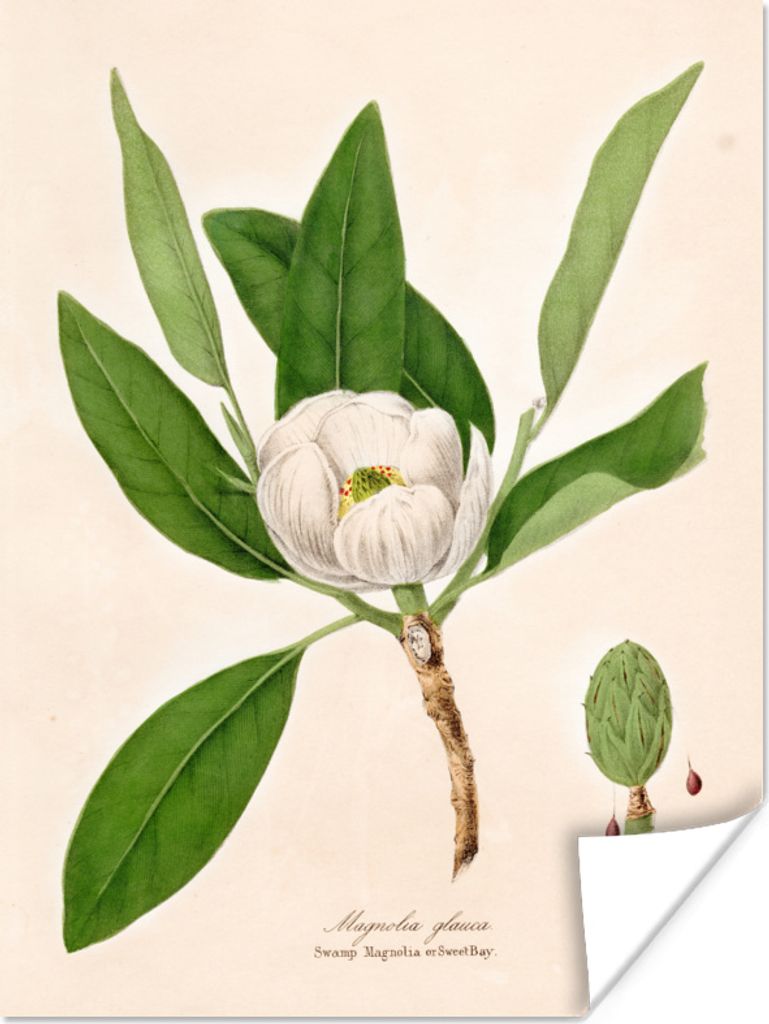 MuchoWow Poster Blumen - Magnolie - Vintage 90x120 cm - Wohnzimmer