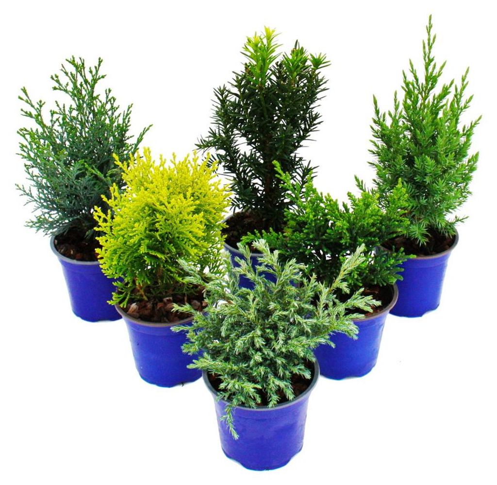 pflanztopf schildkröte Schildkröten Blumentopf – Diving Specials Shop