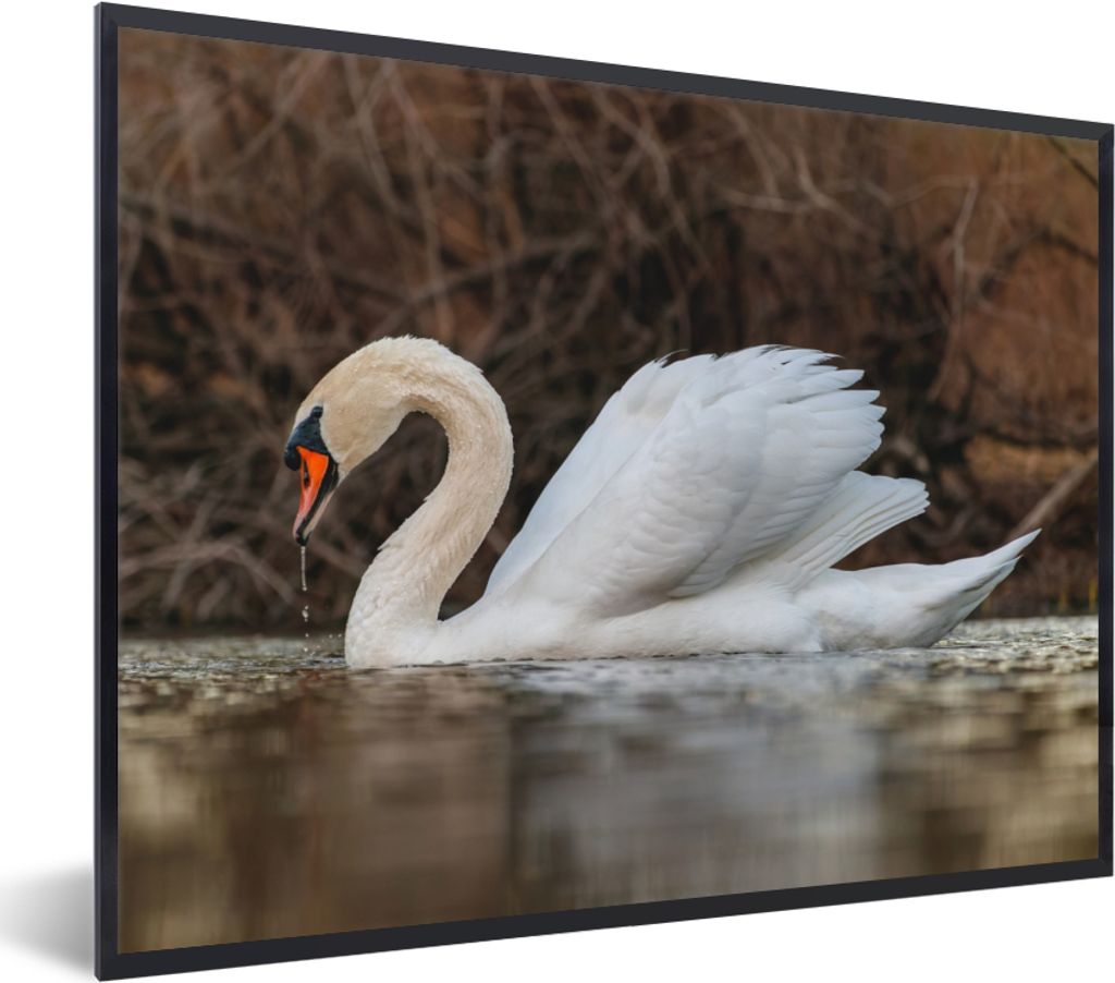 MuchoWow Gerahmtes Poster Schwan - Wasser - Tiere - Vogel 80x60 cm - Poster mit Schwarzem Bilderrahmen Wandposter Rahmen Foto Bilder - Schwarzem ...