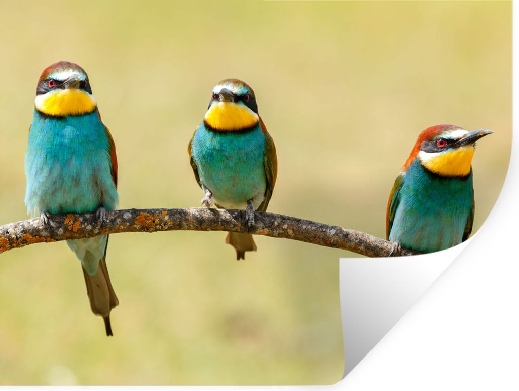 MuchoWow Wandtattoo Wandsticker Wandaufkleber Vögel - Tiere - Bienenfresser 160x120 cm Selbstklebend und Repositionierbar - Selbstklebend - Foto...