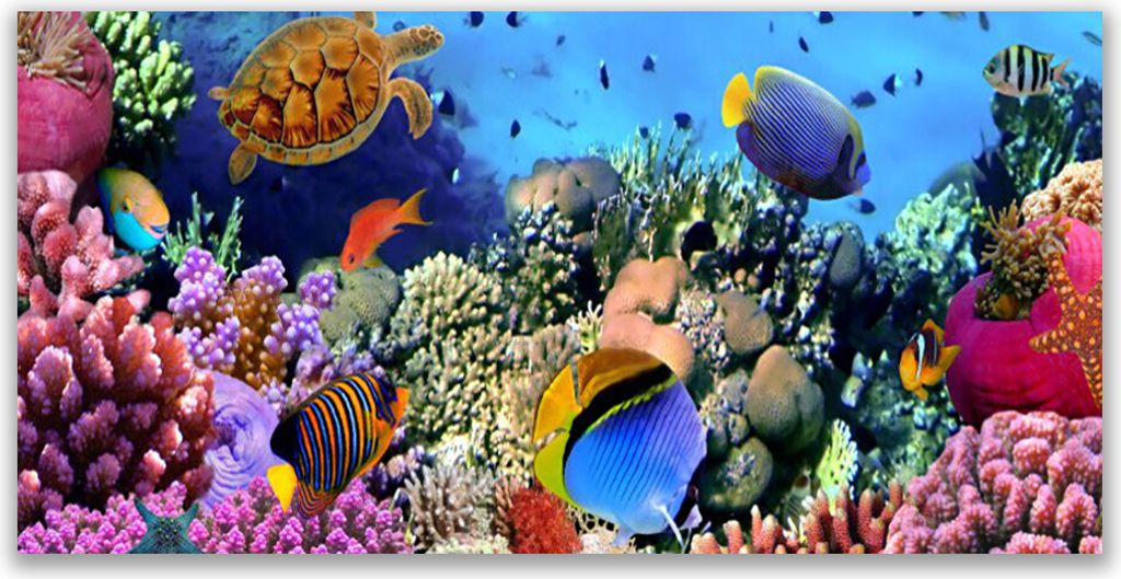 Tulup Leinwand-Bilder 120x60 Wandbild Canvas Kunstdruck Korallenriff Natur