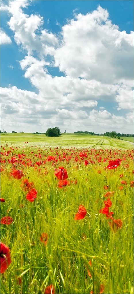 Türtapete Türposter Grüne Wiese mit Mohnblumen - Größe: 93 x 205 cm
