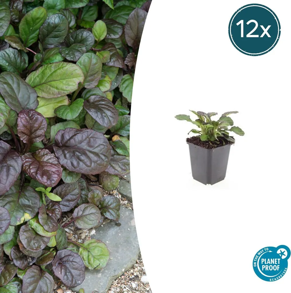 Ajuga reptans 'Catlin's Giant' : Couvre-sol vigoureux en lot de 12 pots
