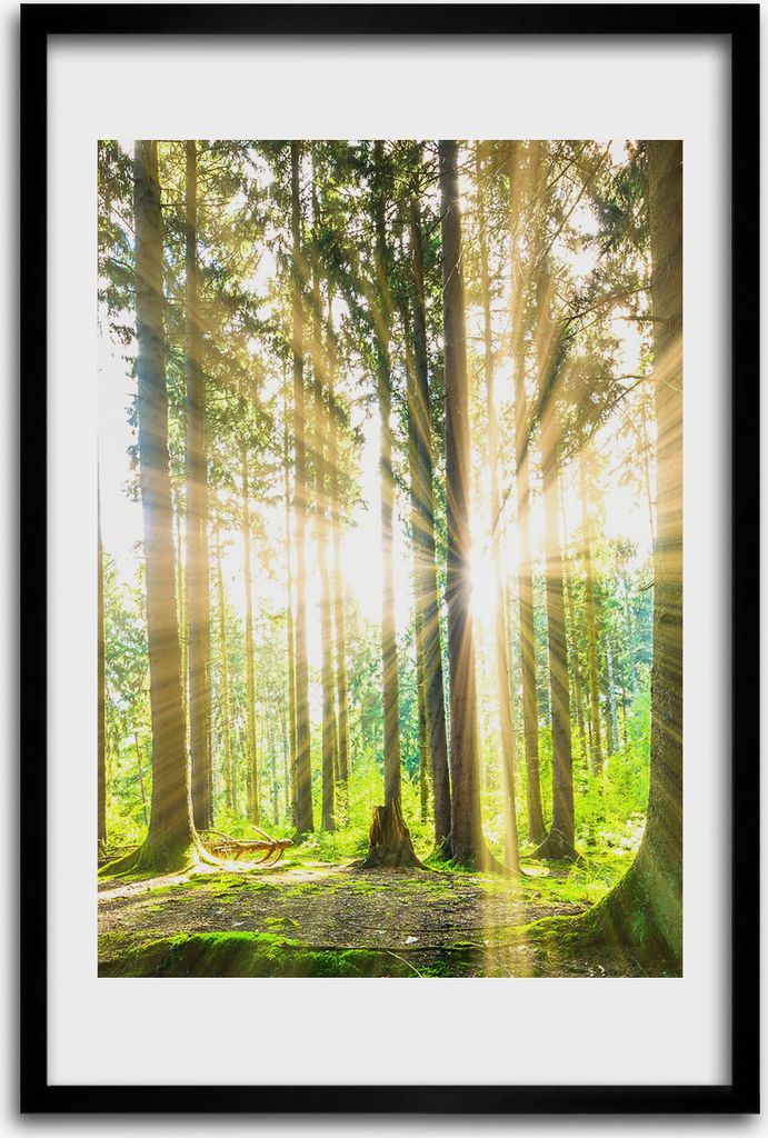 Bild - Bilderrahmen - 40 cm x 60 cm - MDF - Rahmen - Wandkunst - Sonne im Wald