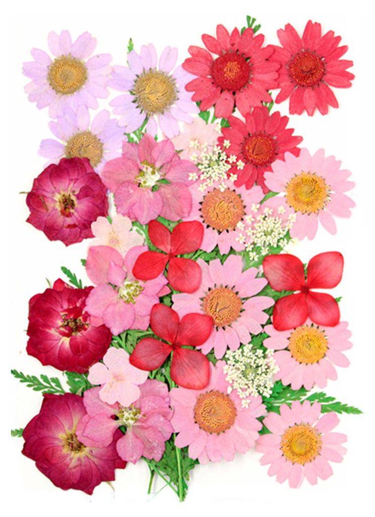 Set Trockenblumen-Press-Set Bunte Naturblumen DIY Kunsthandwerk Zubehör Harz Schmuck Epoxidform Kerzen Seife Vase Herstellung Nagelkarten Scrapboo...