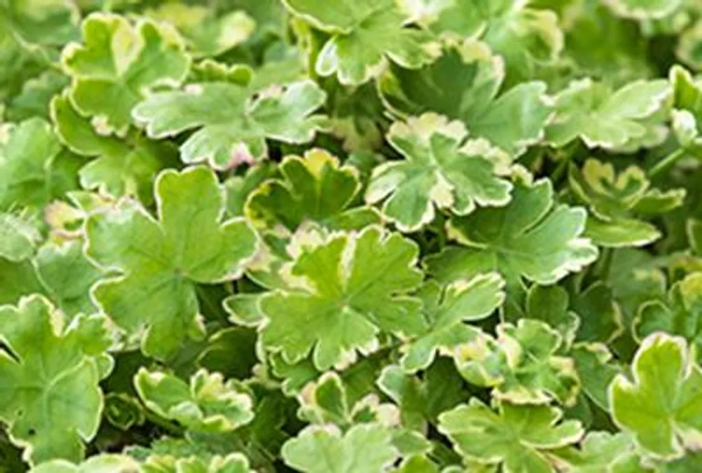 6 Hydrocotyle sieboldii Variegata - Nénuphar japonais multicolore 11cm