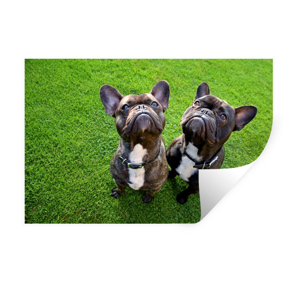 MuchoWow Wandtattoo Wandsticker Wandaufkleber Französische Bulldogge - Gras - Halsband 30x20 cm Selbstklebend und Repositionierbar - Wierderverw...