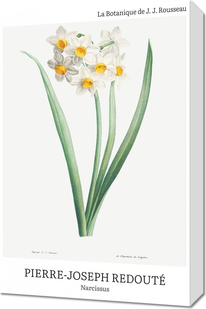 Bild 40x60cm Design Narcissus, Redoute Vintage für das Wohnzimmer