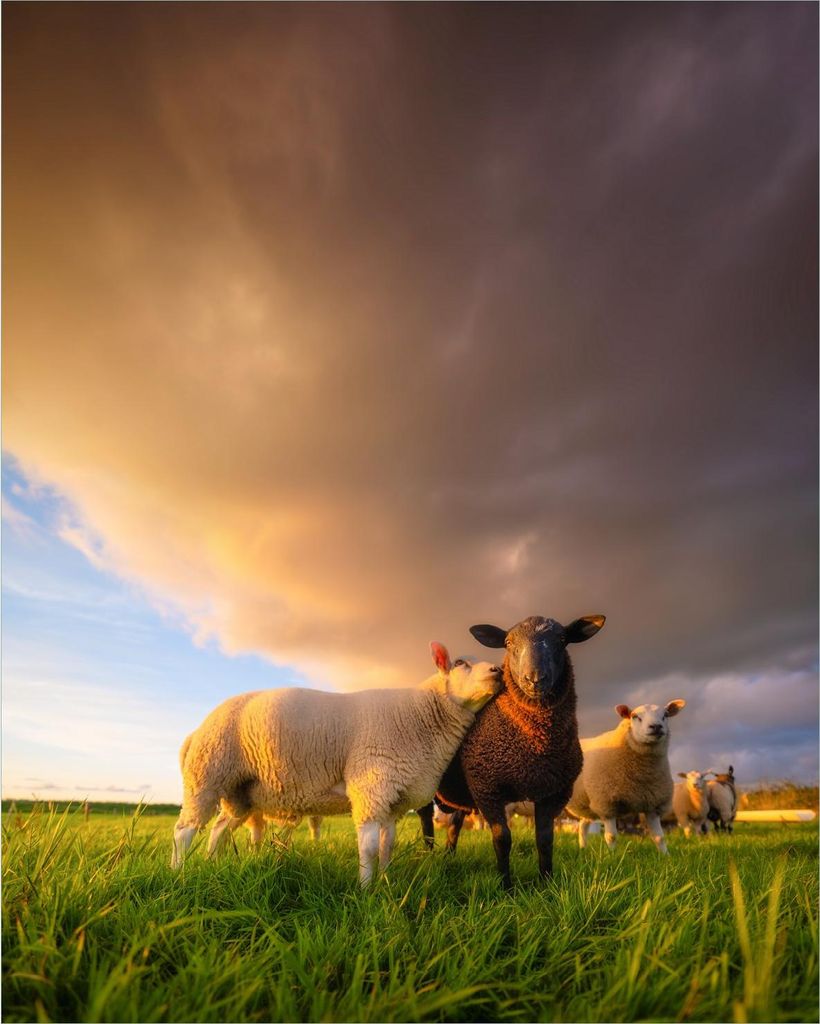 Wallario Poster - Schafherde im Abendlicht, Kunstdruck Größe: 40 x 50 cm