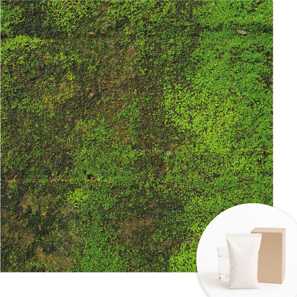 Fototapete - Wandbilder für Wohnzimmer - 250x250 cm - Dekorative Wandfolie - Modernes Design für Wanddekoration - Tapeten für Innenräume - Grü...