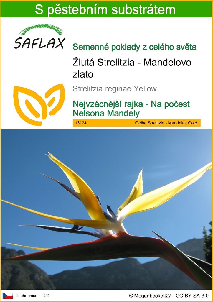 SAFLAX - Žlutá Strelitzia - Mandelovo zlato - Strelitzia Obrázek produktu 