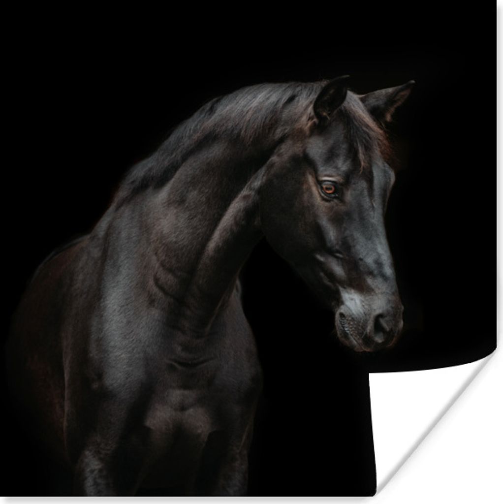 MuchoWow Poster Pferd - Tier - Schwarz 50x50 cm - Wohnzimmerdekoration