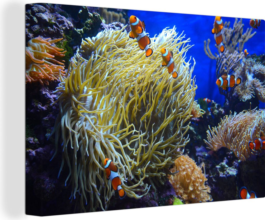 OneMillionCanvasses - Leinwandbilder - 140x90 cm, Koralle - Tropisch - Nemo, Wandbilder Kunstdruck Wanddekoration - Foto auf Leinwand - Gemälde ...