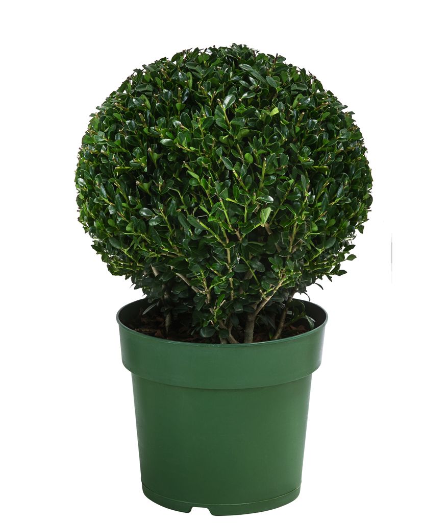 Dehner Japanische Stechpalme, Ilex crenata, Kugel-förmig, immergrün, 15-20 cm exkl. Pflanztopf, 2 l Topf, Gartenpflanze