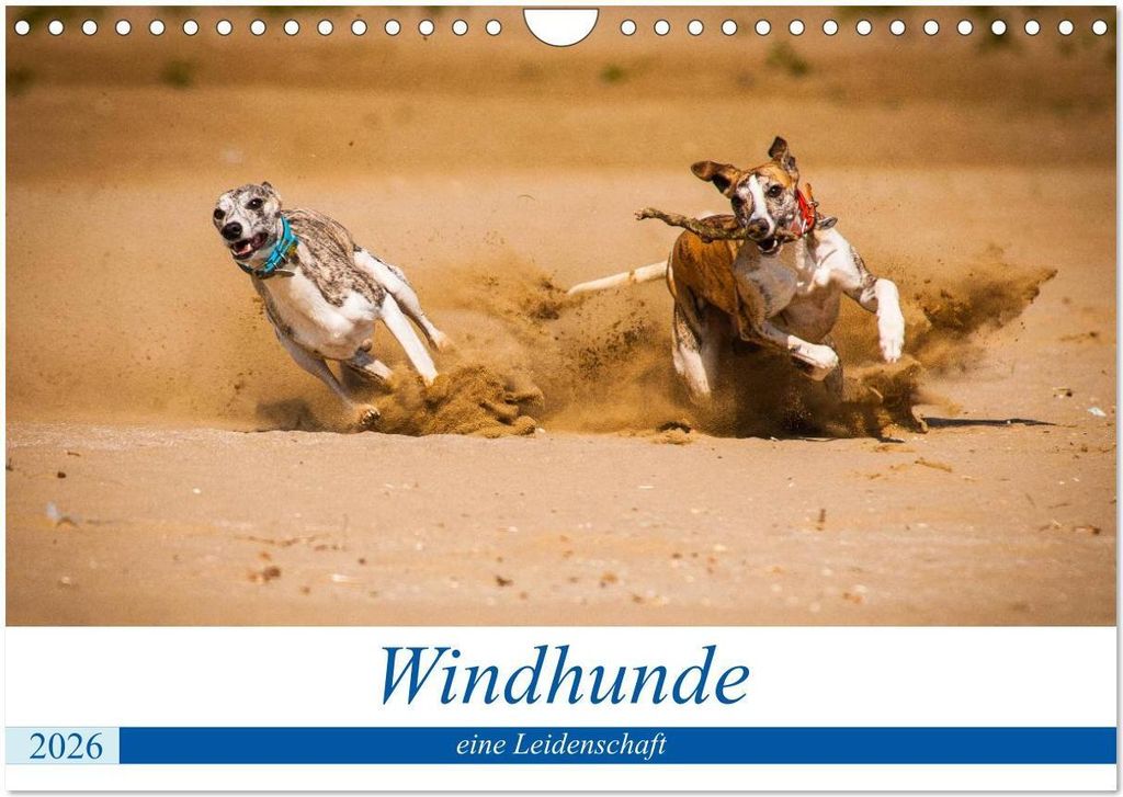 Windhunde - eine Leidenschaft (Wandkalender 2026 DIN A4 quer), CALVENDO Monatskalender