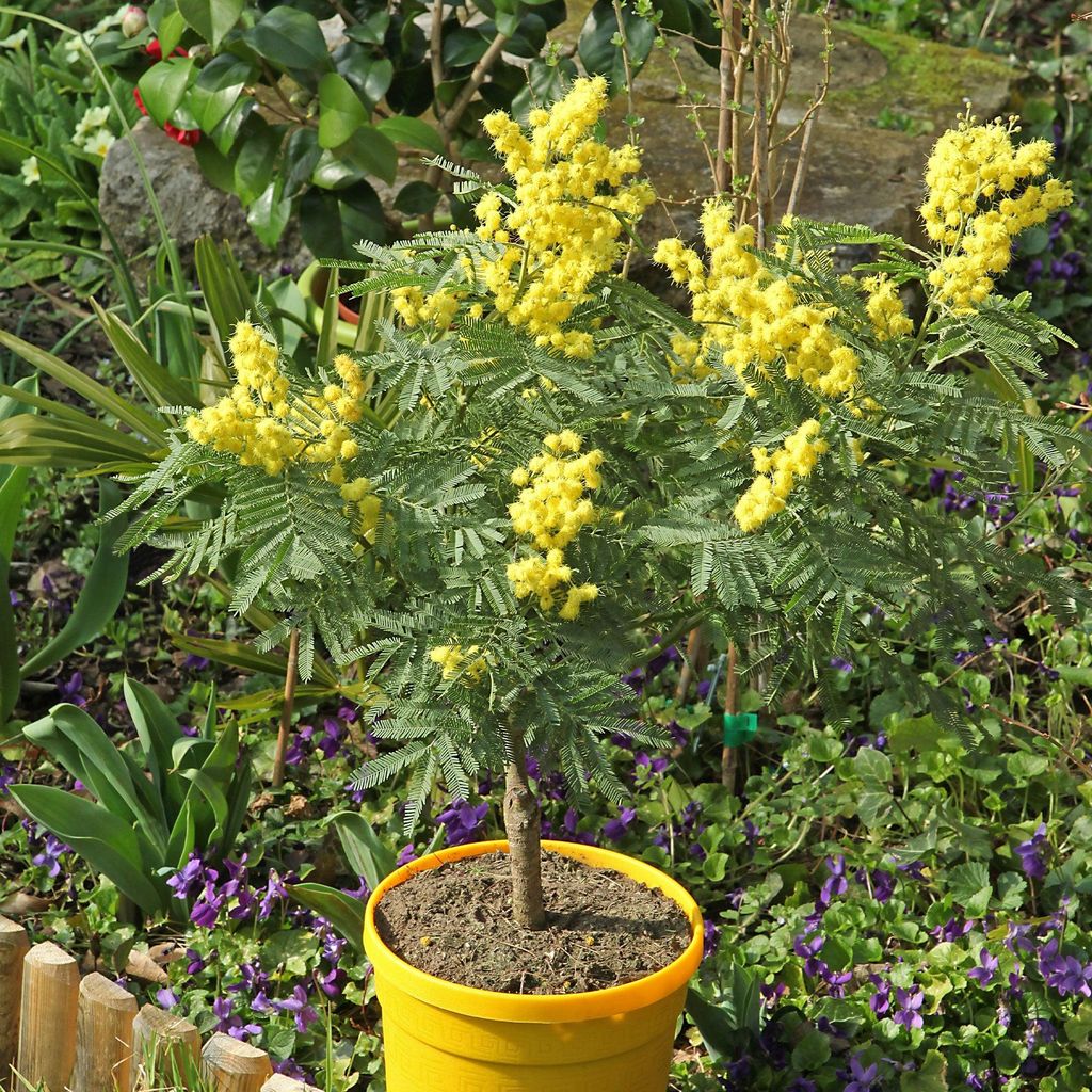 A potted mimosa plant with yellow flowers in a garden setting.