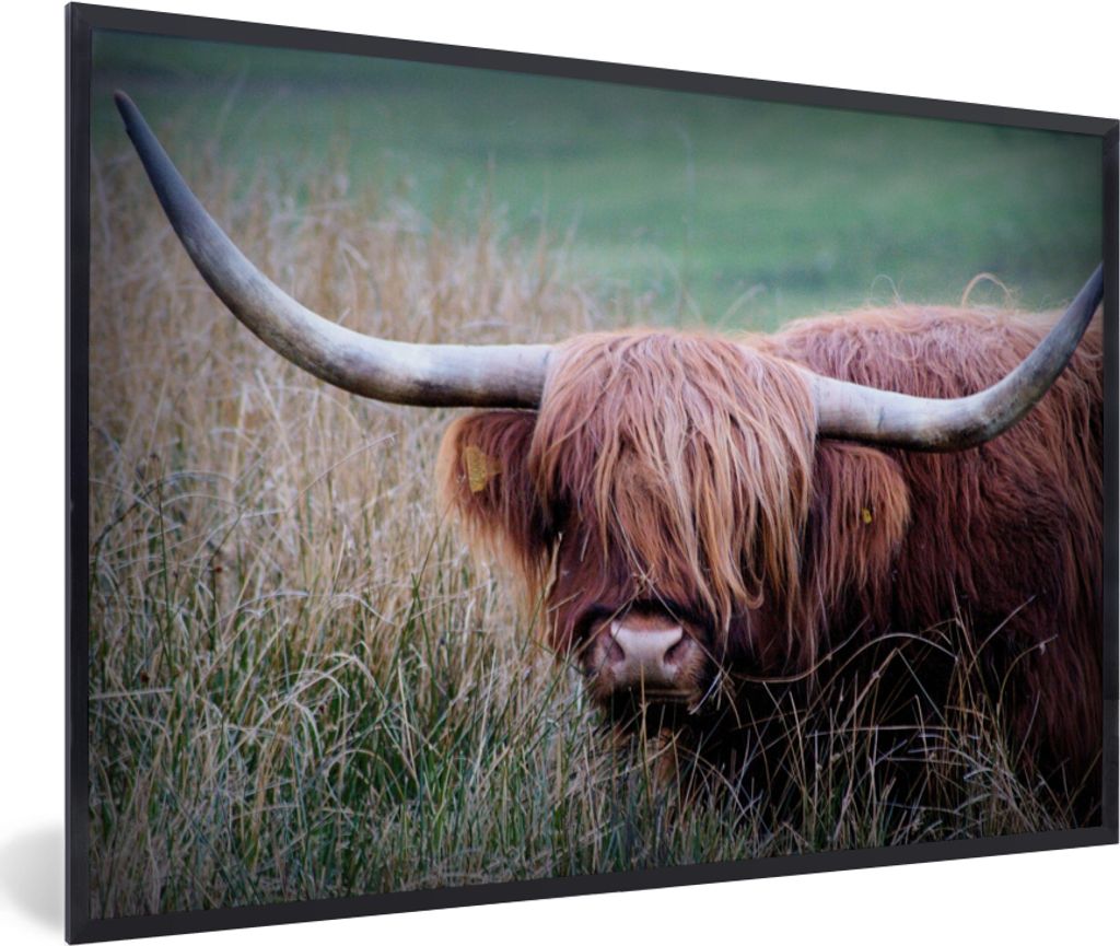 MuchoWow MuchoWow Gerahmtes Poster Schottisches Hochlandrind - Hörner - Gras 90x60 cm - Poster mit zchwarzem Bilderrahmen - Fotorahmen - Foto-...