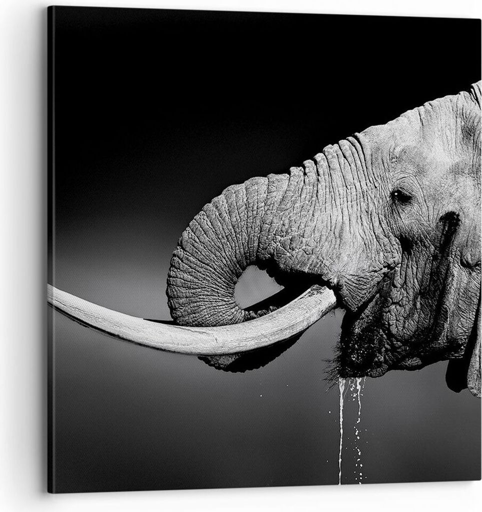 Bild auf Leinwand - Leinwandbild - Elefant Stoßzahn Natur - 70x70cm - Wand Bild - Wanddeko - Leinwanddruck - Bilder - Kunstdruck - Wanddekoration ...