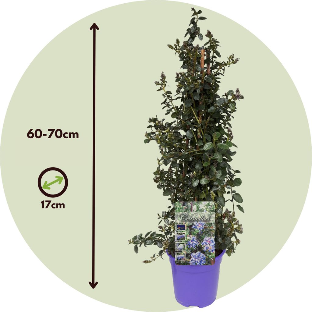 Säckelblume - Ceanothus thyrsiflorus Repens - Höhe 60-70cm Produktbild 2