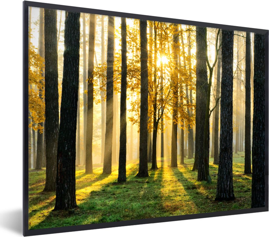 MuchoWow Gerahmtes Poster Wald - Sonne - Bäume - Gras - Landschaft - Natur 40x30 cm - Poster mit Schwarzem Bilderrahmen Wandposter Rahmen Foto B...