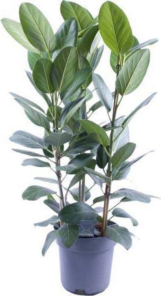 Banyanbaum Ficus Audrey 3 Pflanzen Ø27cm 105cm Zimmerpflanze Pflegeleicht