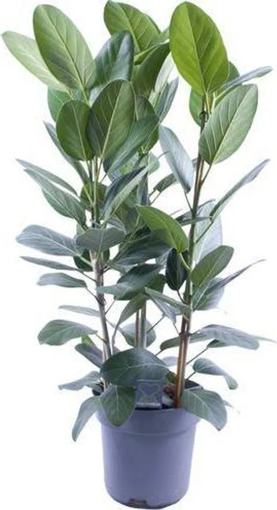 Plante Increvable Ficus Audrey 105 cm - Lot de 3 pour Intérieur Lumineux