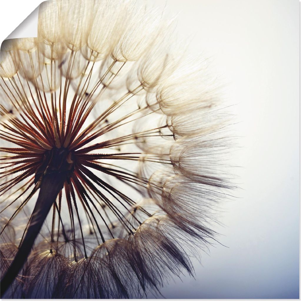 ARTland Poster Große Pusteblume Größe: 70x70 cm