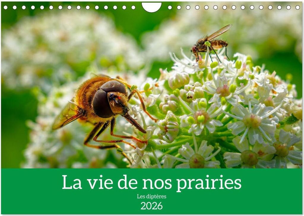 La vie de nos prairies - Les diptères (Calendrier mural 2026 DIN A4 vertical), CALVENDO calendrier mensuel