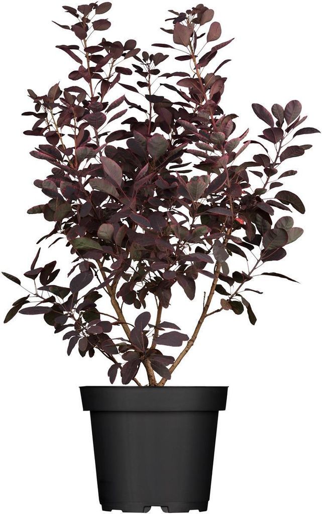 Cotinus coggygria 'Royal Purple', Perückenstrauch, Produktbild 