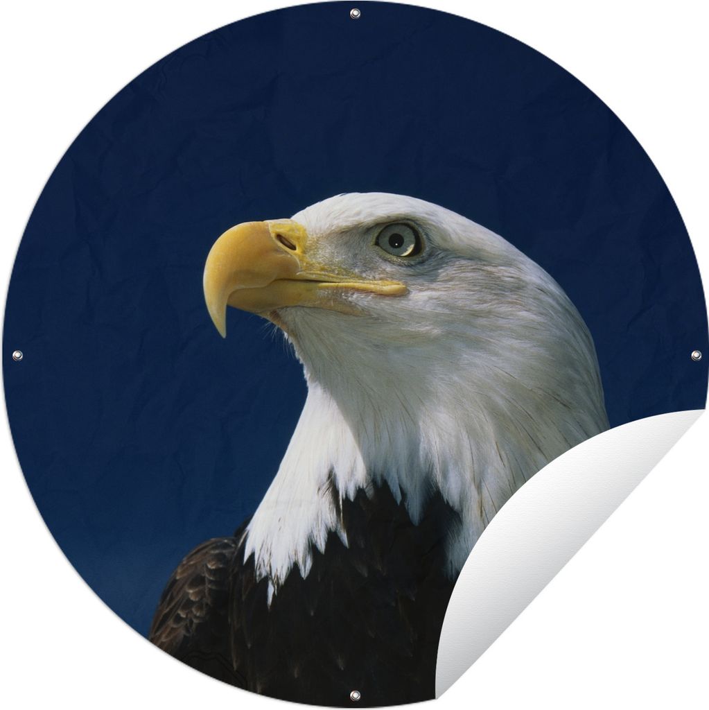 MuchoWow Gartenposter Outdoor-Poster Rund Ein Weißkopfseeadler schaut in einen blauen Himmel Ø 60 cm Gartendeko Rundes Poster draußen