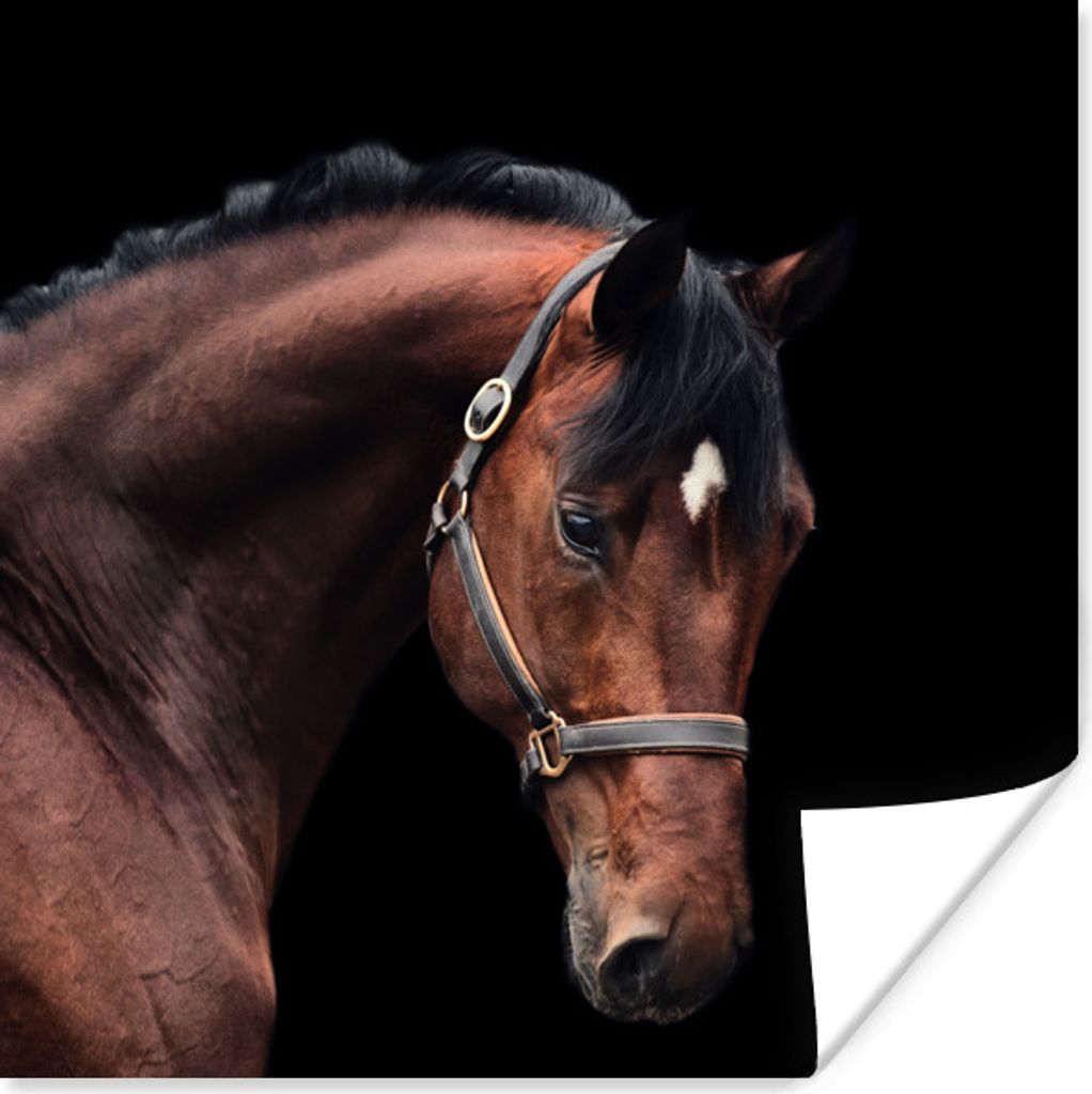 MuchoWow Poster Pferd - Halfter - Braun 50x50 cm - Wohnzimmerdekoration