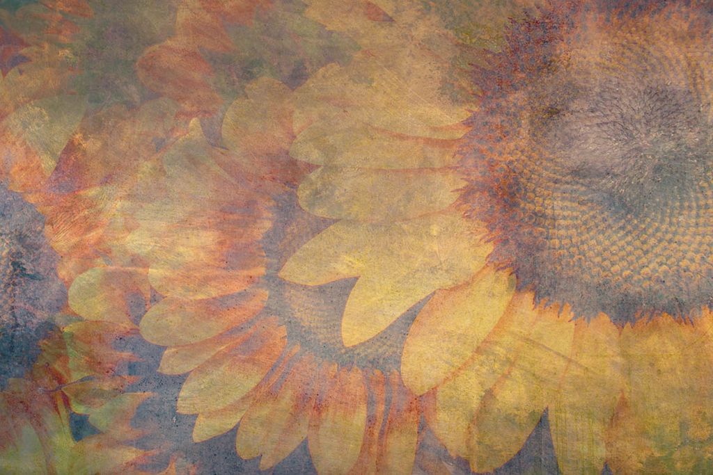 Fototapete - Sunflower Abstract 375x250cm - Vliestapete