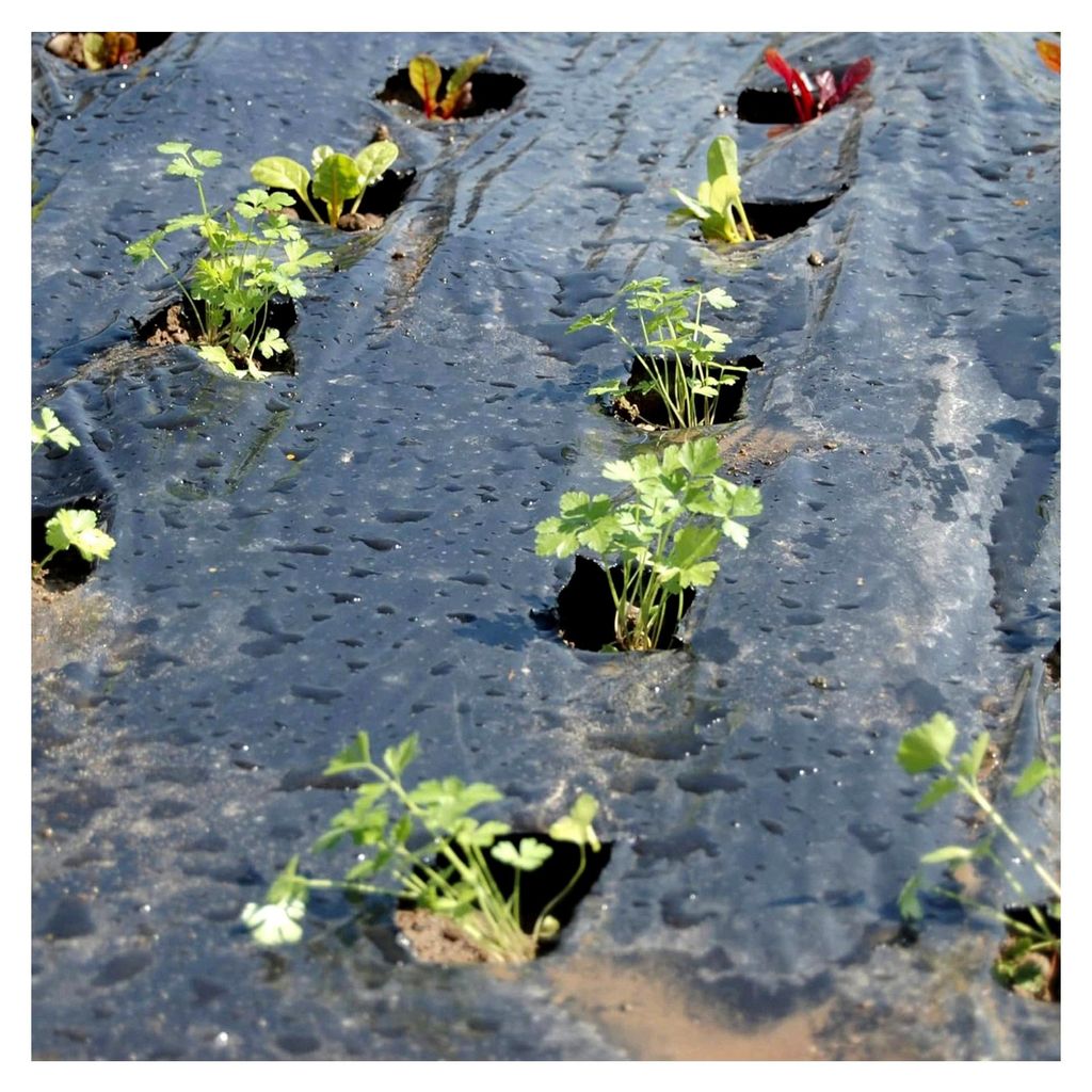 Schwarze Mulchfolie 1,50x20 m, geeignet für den Gemüsegarten, optimal für Erdbeeren und Gemüse