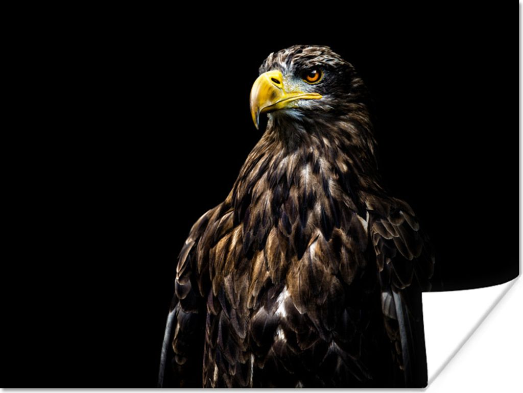 MuchoWow Poster Vogel - Adler - Schwarz - Schnabel 160x120 cm - Foto Plakat