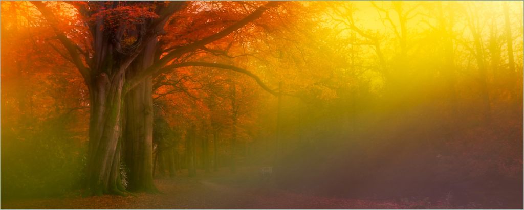 Wallario selbstklebendes Poster - Bunter Herbst - Waldlandschaft bei Nebel in Regenbogenfarben, Größe: 50 x 125 cm
