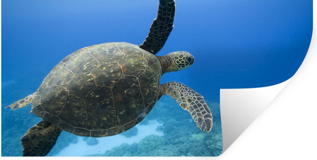 MuchoWow Wandtattoo Wandsticker Wandaufkleber Grüne schwimmende Schildkröte Fotodruck 160x80 cm Selbstklebend und Repositionierbar - Sticker - ...