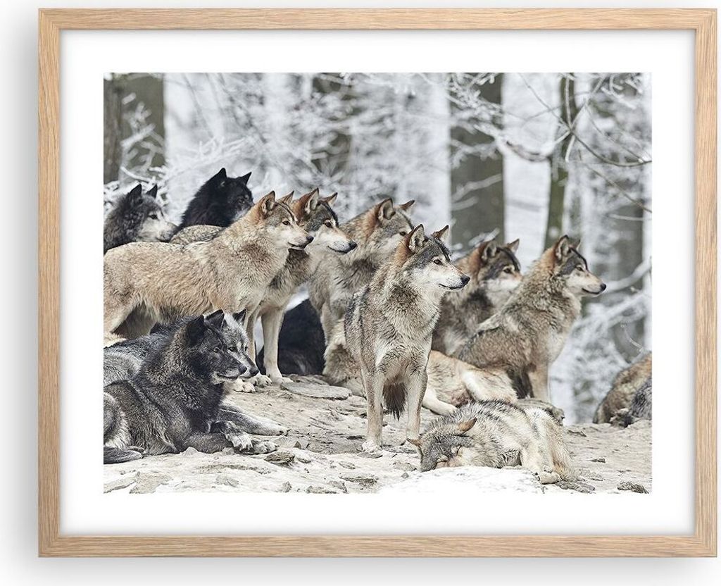 Gerahmtes Poster - Rahmen in heller Eiche - Rudel Wölfe Winter - 50x40 cm - Wand Bild - Wanddeko - Wandbilder - Wandposter - Bilderrahmen - Bilder...